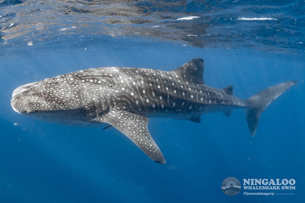 a8d75c44-8ac4-460d-9d88-3647bc272562