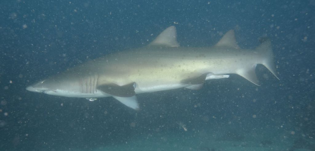 0253275c-21ae-4650-9535-0cc3e95067b7