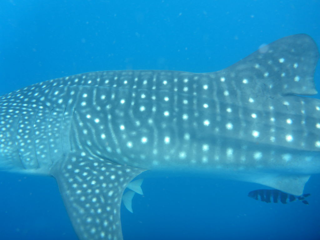 232b553c-118f-4bb0-8a4b-13dc4b630e42