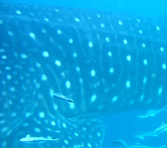 88a137af-012b-4089-b7ff-f1f66df626c8