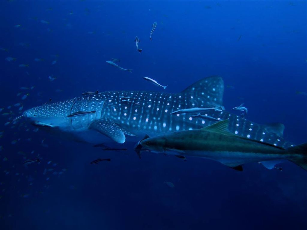 7baf64b5-8399-4959-a1d9-0f1451155b47