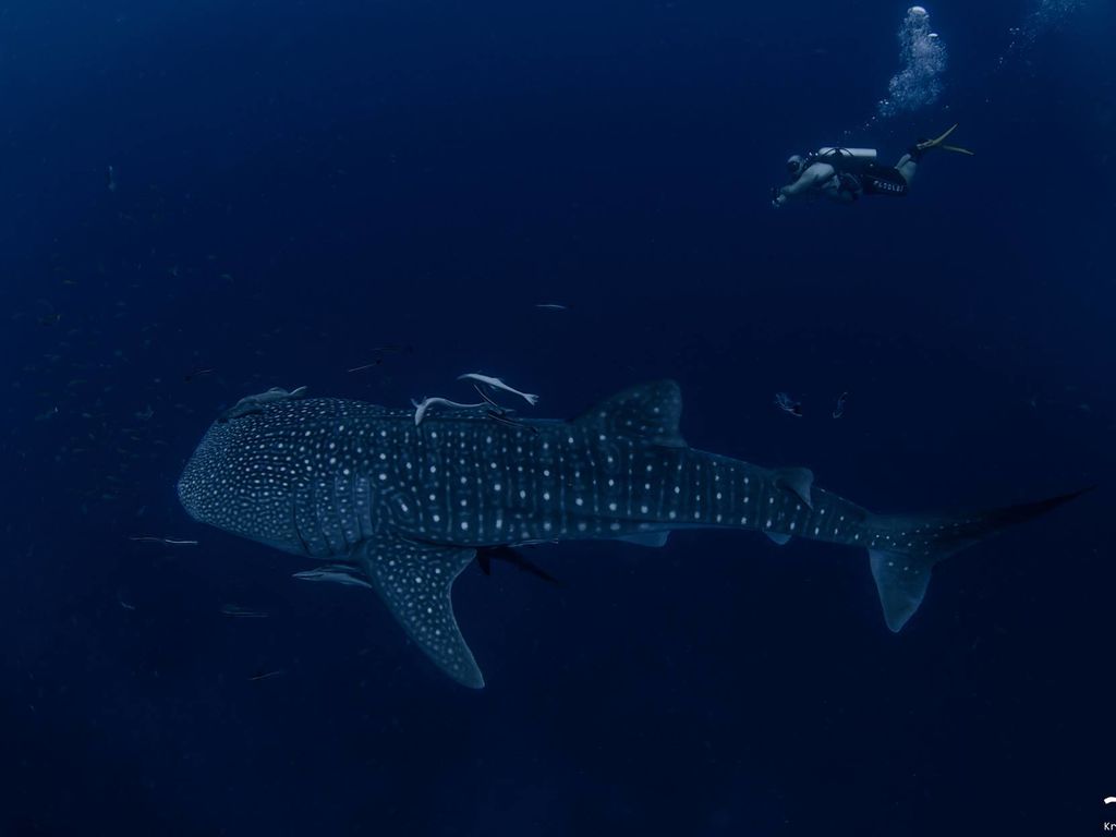 7baf64b5-8399-4959-a1d9-0f1451155b47