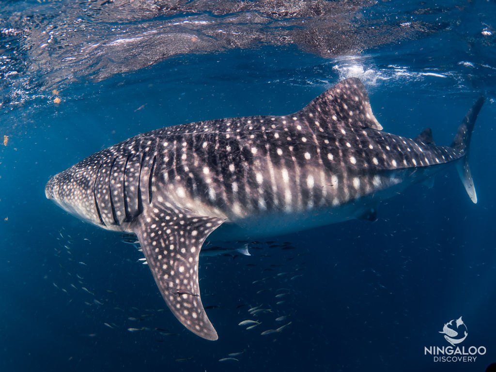 1093d8a7-5d2b-4528-852a-bed58c25c0aa