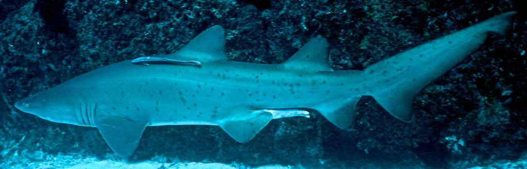 f2319ec4-323b-425c-b9be-83a866269a15