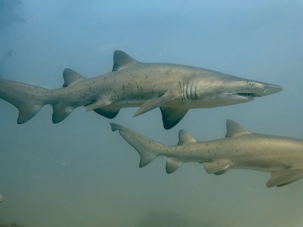 9afdda80-7c90-4cf6-9e37-0b4ed8816afc