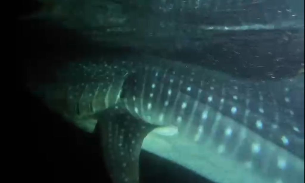 894d4383-5902-40ed-9a41-cf7378c7f46a