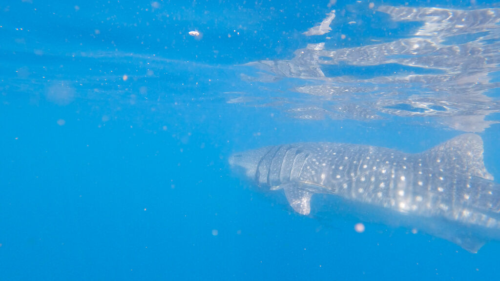 2c9f9d3c-1bde-414f-9b5a-c8badc19ac5d