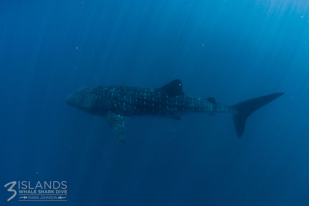 3506d447-be47-4727-9197-9493c14726b5