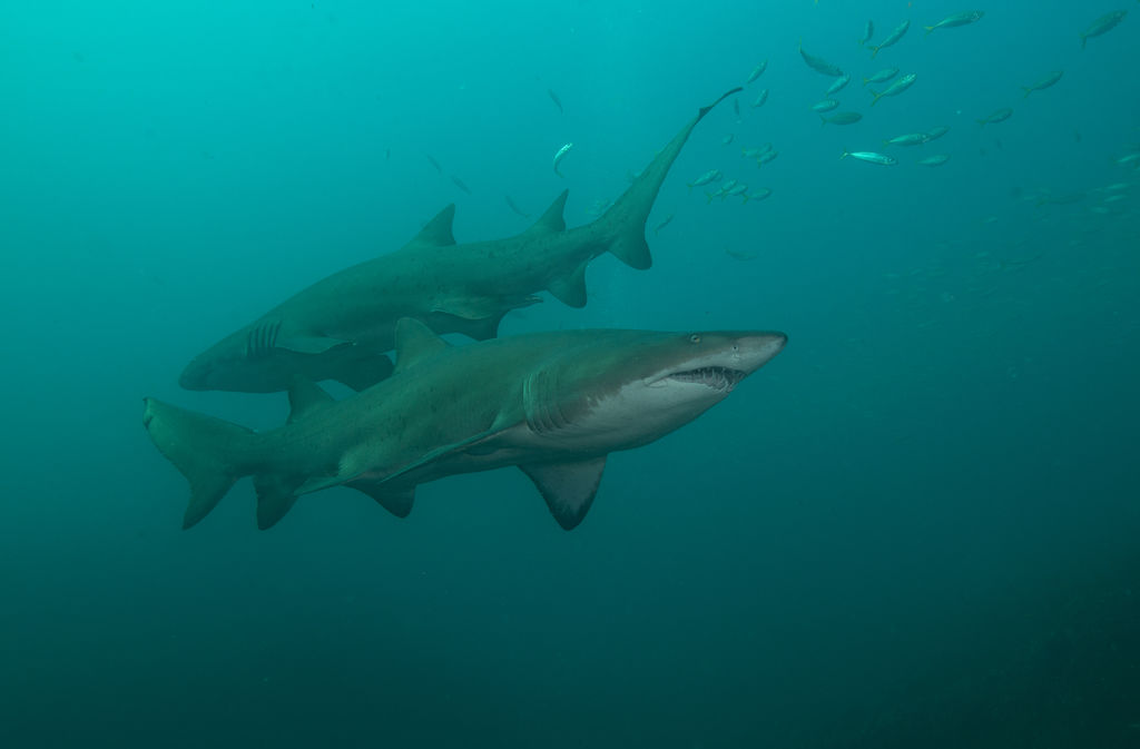 8c3bb0fe-6498-4413-bbb7-7dd95e2fa131