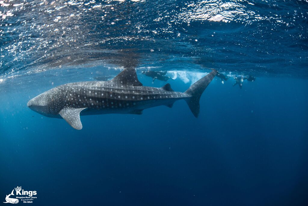 ba11638a-c3f3-4839-af5c-4b286a99f968