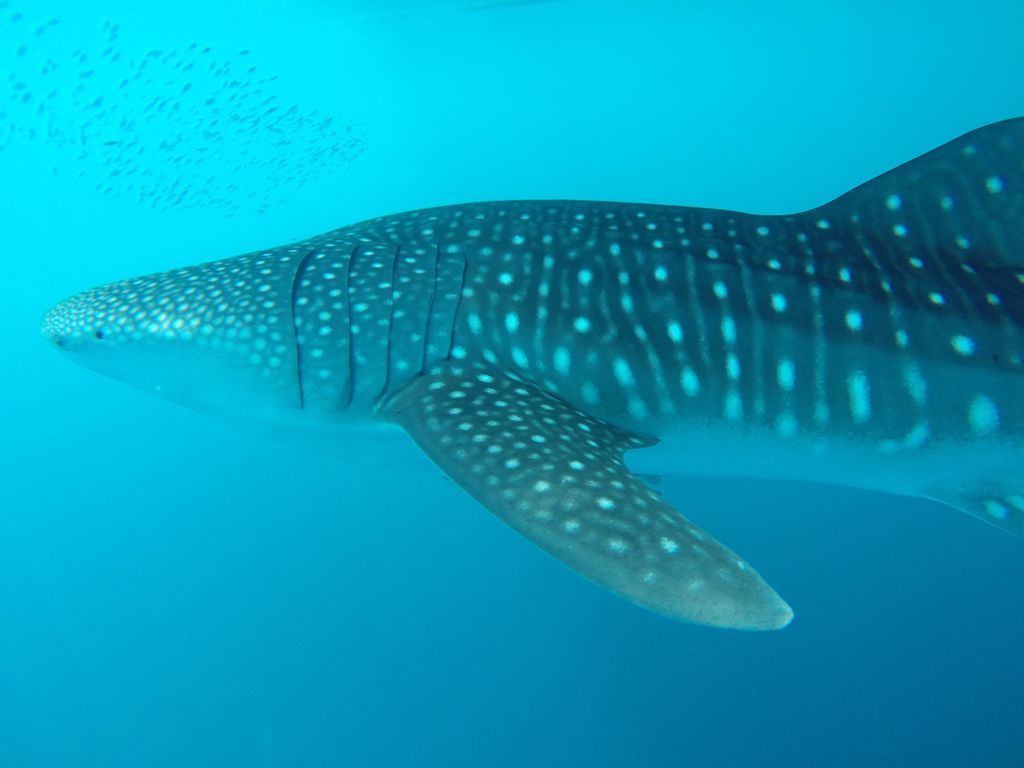 2a88e25c-b82b-4ba0-9314-23552082edb2