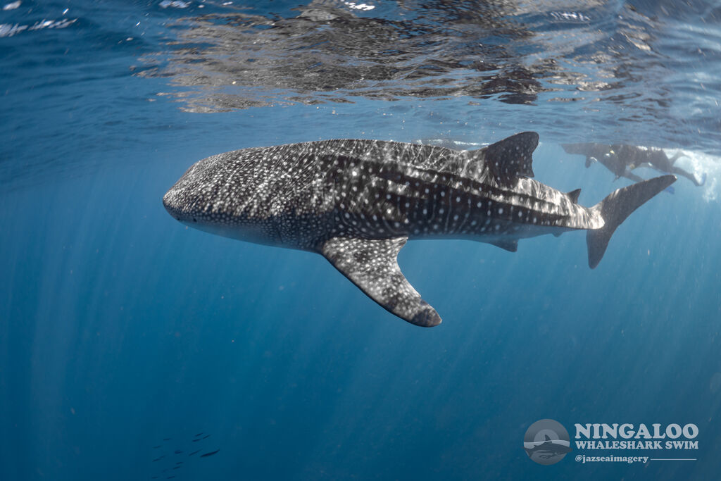 c9f28a12-fc62-405a-84aa-ec76ecc1ac63