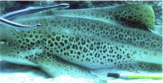 c3da119d-ca71-4f7e-b826-3b216c691e83