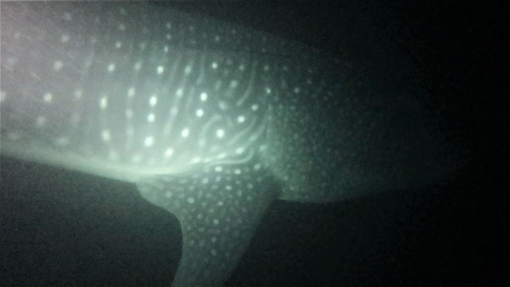 0983a11a-1f90-40ad-adb2-91de7a666f5a