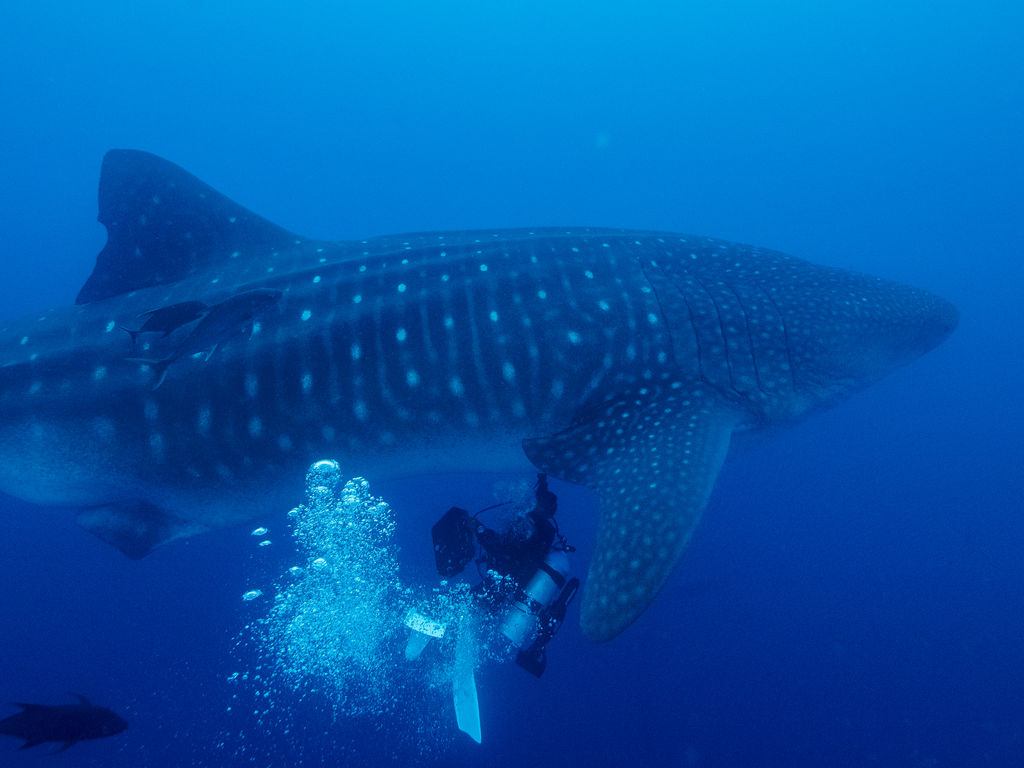 85786d84-672d-4dba-9441-47ce0a658d48