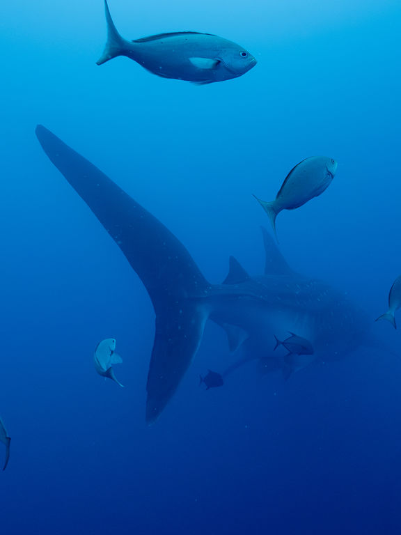 85786d84-672d-4dba-9441-47ce0a658d48