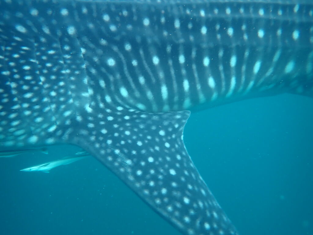 bc3303a4-dff6-413d-bf6b-c3d536a82097