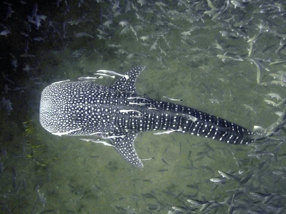 0faeb7d3-6674-42ec-a4dd-6ccc8a0a109d