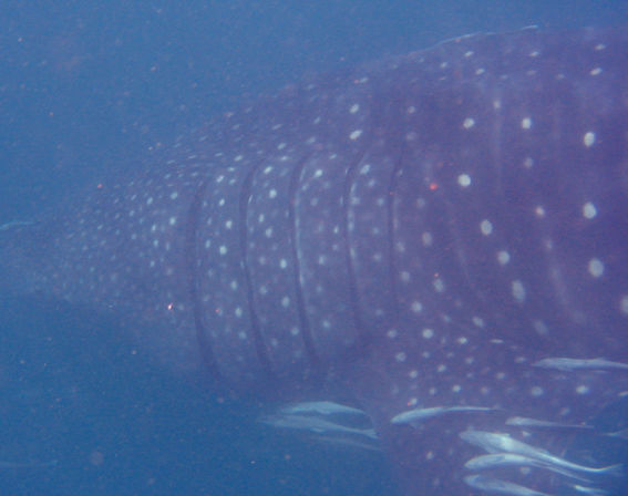 a0313a73-1cee-4f32-8b52-082f34f9c98c