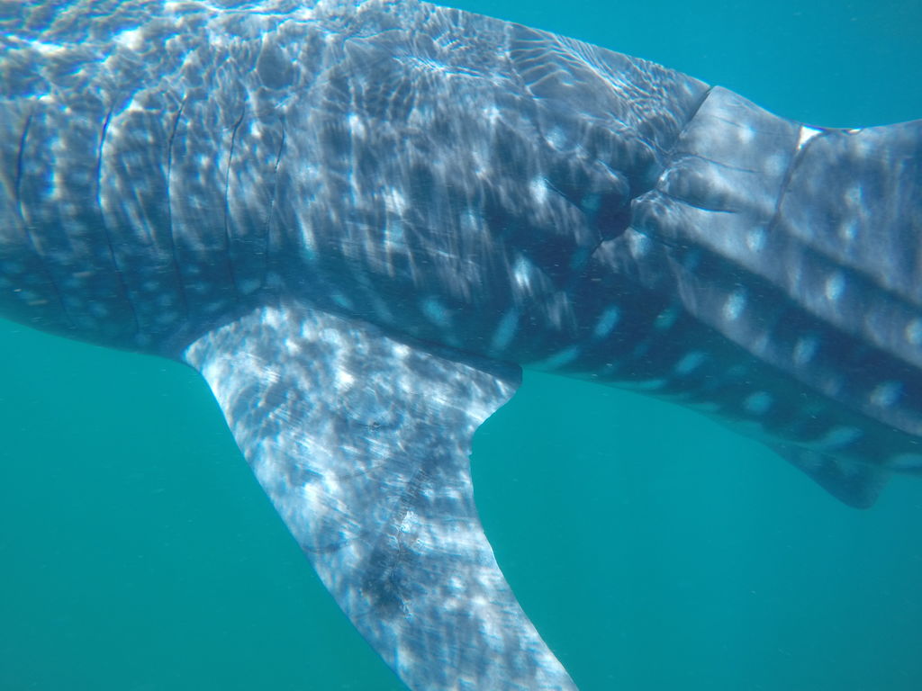 a8018fcd-4fc1-4530-b783-5028e0c65613