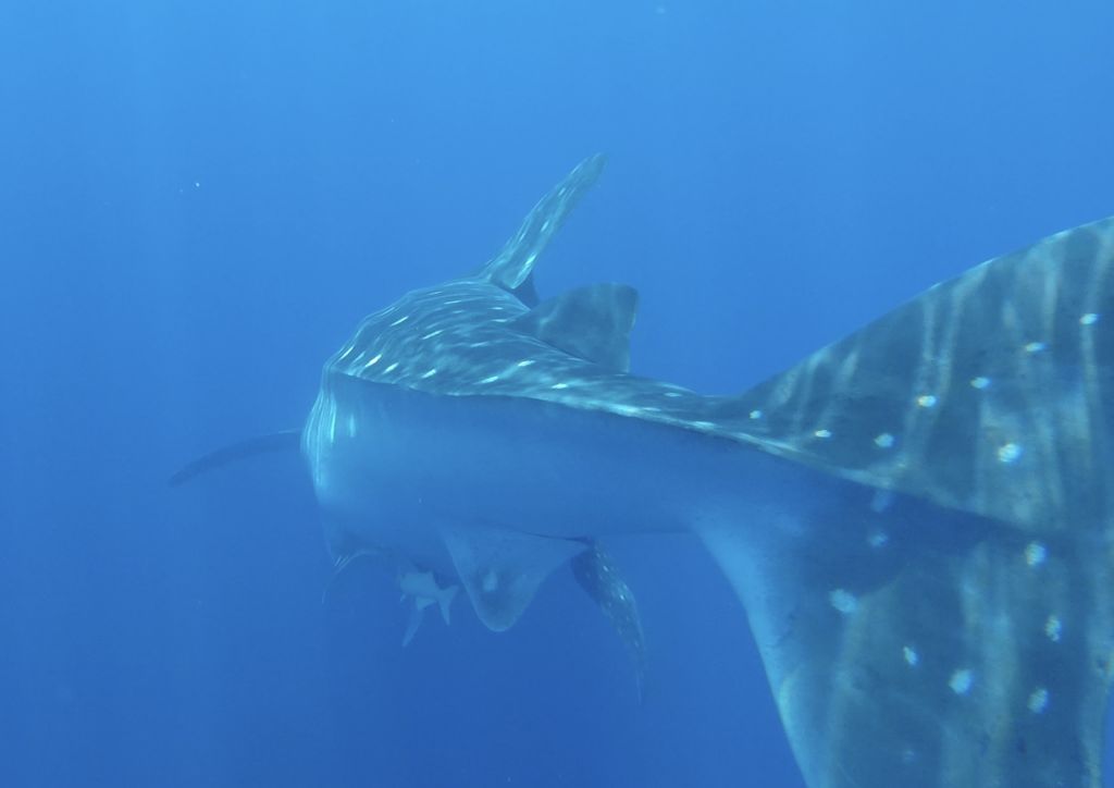 8a8e94a6-ccf2-4a53-8eab-a001458a845b