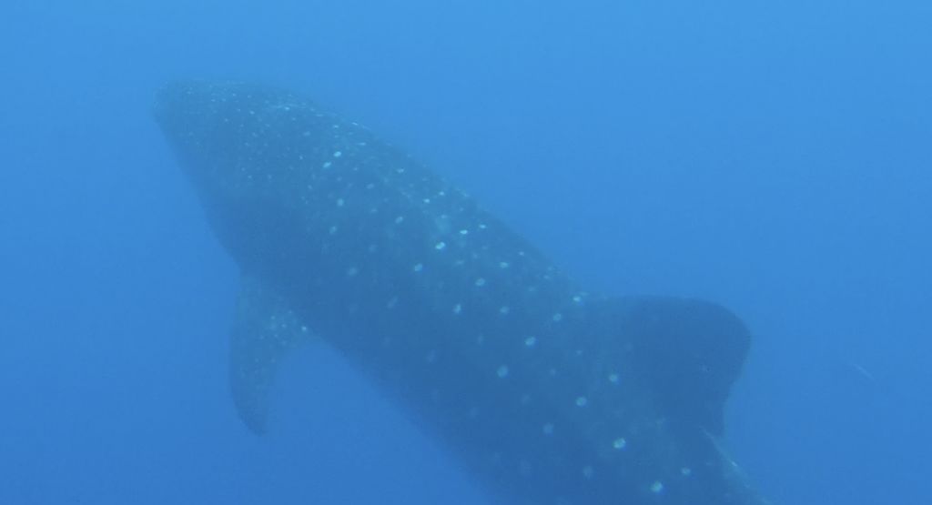 8a8e94a6-ccf2-4a53-8eab-a001458a845b