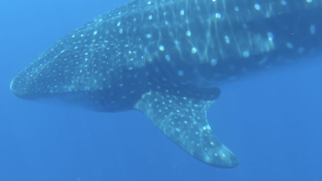 8a8e94a6-ccf2-4a53-8eab-a001458a845b