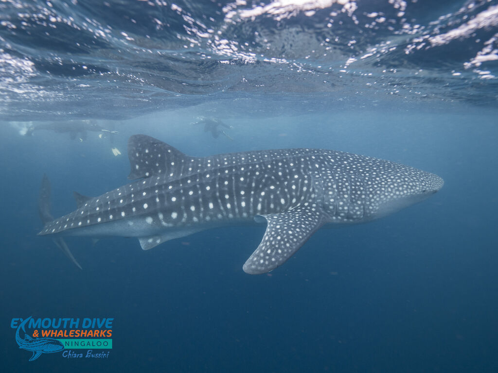 12d454f2-0dba-4976-a878-cfbe298c162f