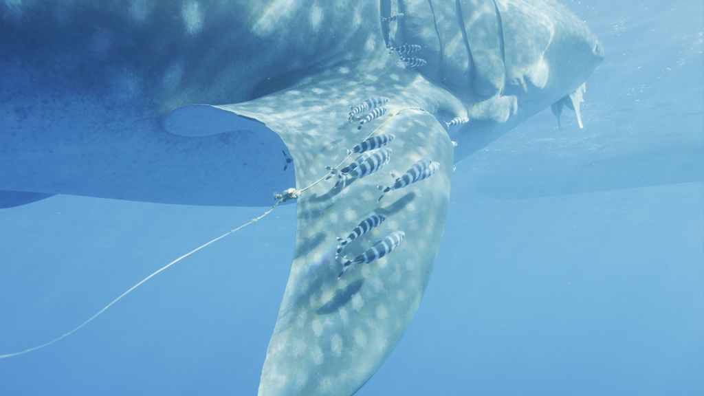 6d15b84b-baff-490e-b3a8-d6a24d94452b