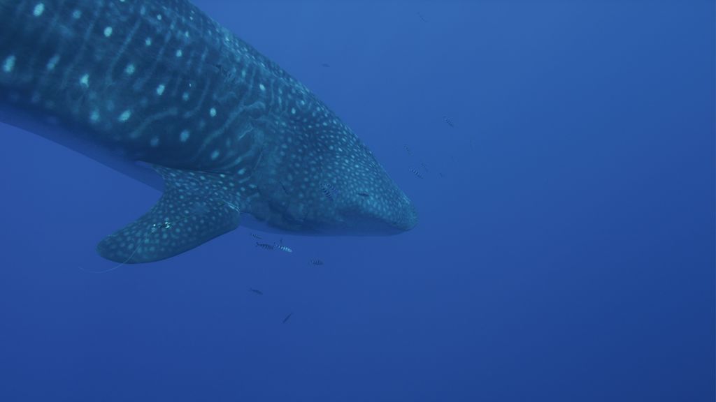 6d15b84b-baff-490e-b3a8-d6a24d94452b