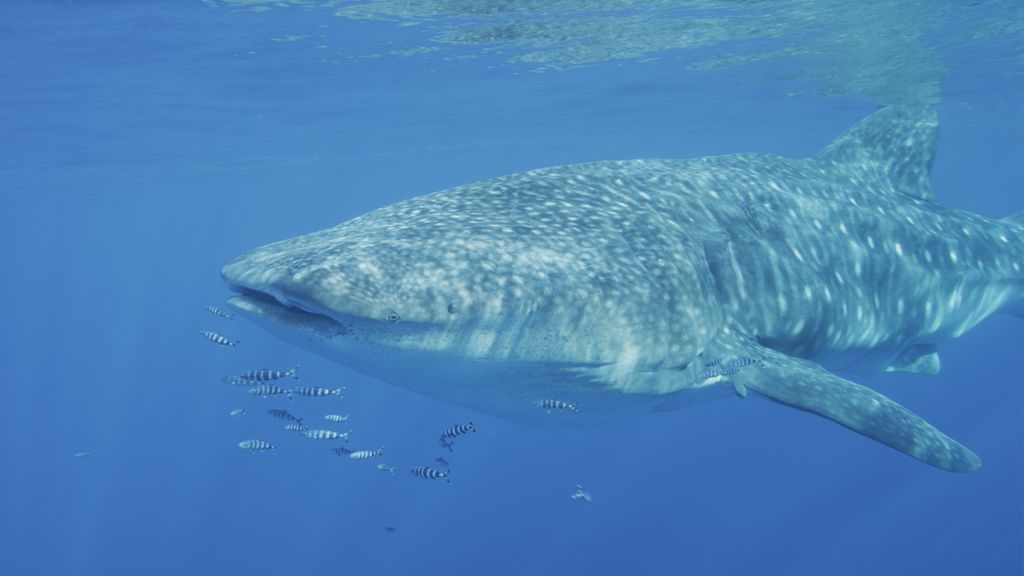 6d15b84b-baff-490e-b3a8-d6a24d94452b