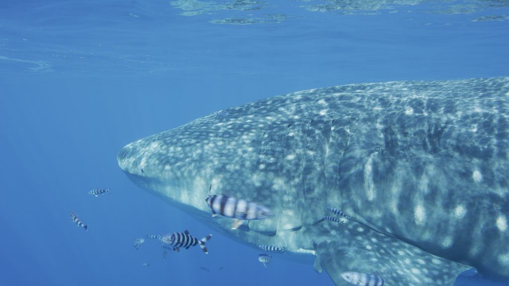 6d15b84b-baff-490e-b3a8-d6a24d94452b