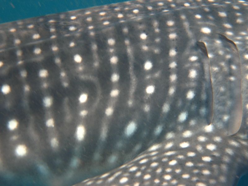 b55abd93-3823-446a-b9ed-61535d4a7341