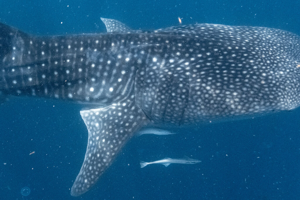 33e26dec-e9f2-44a4-83af-808a6bf88822