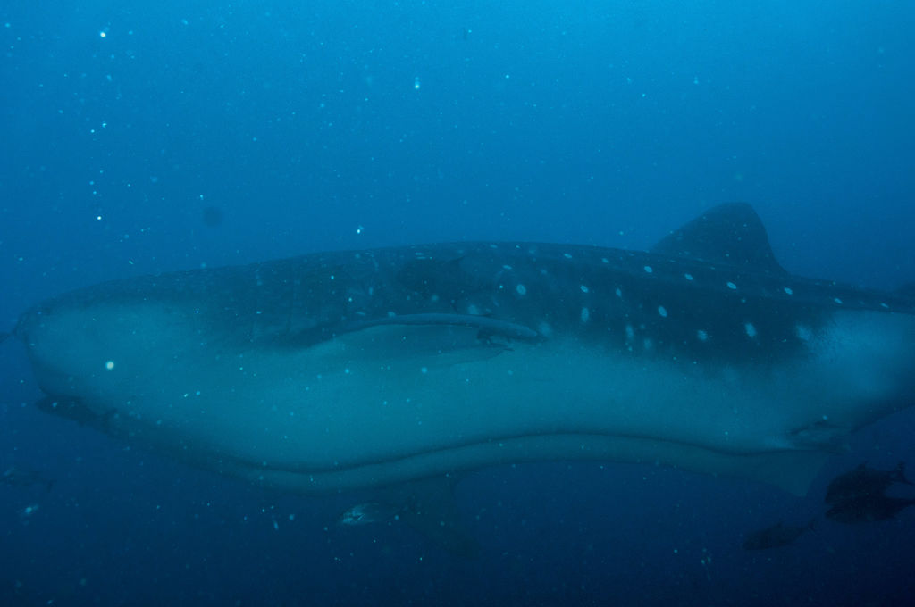 068deee4-a135-447f-b2db-a54b2cfbb7de