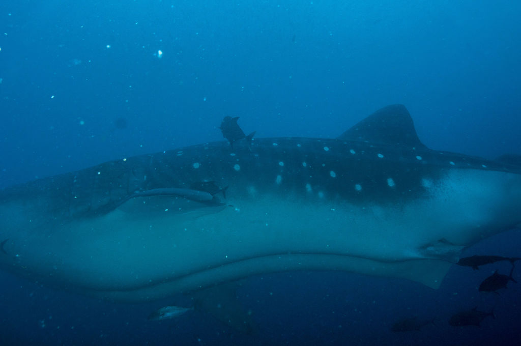 068deee4-a135-447f-b2db-a54b2cfbb7de