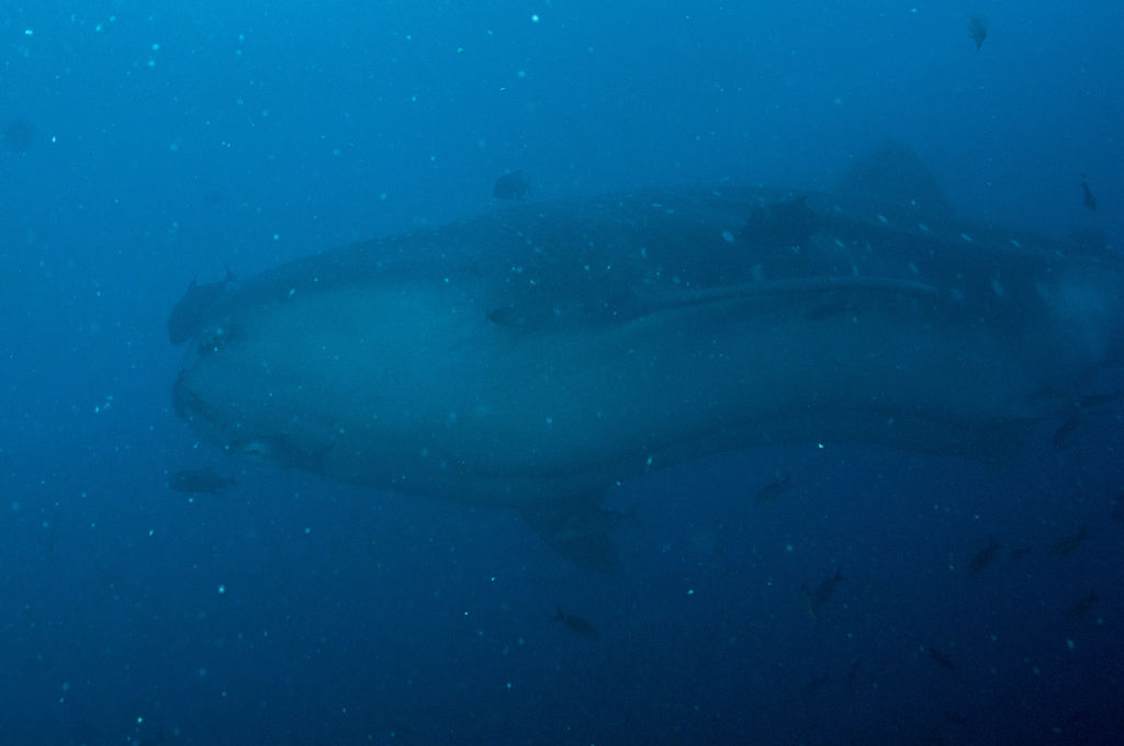 068deee4-a135-447f-b2db-a54b2cfbb7de