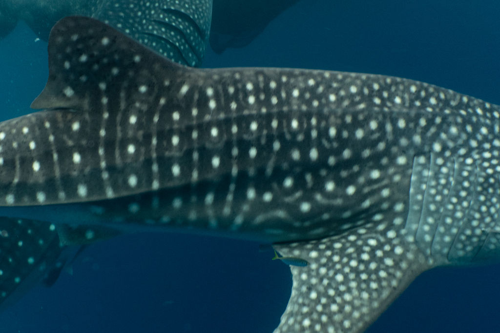 180a5677-999e-4484-a9cd-49d9876dba16