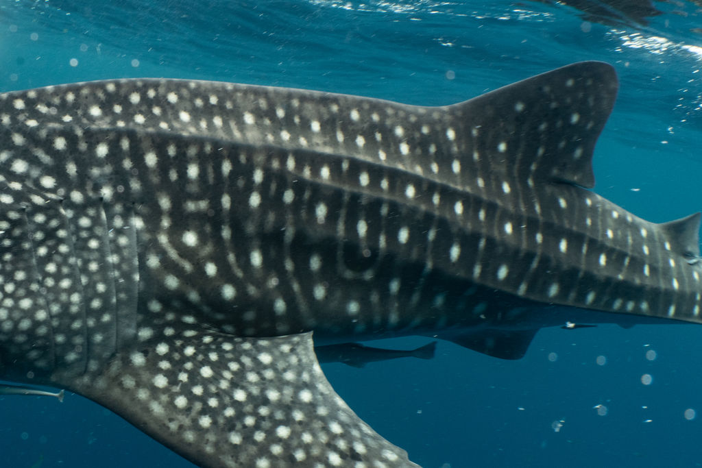 180a5677-999e-4484-a9cd-49d9876dba16