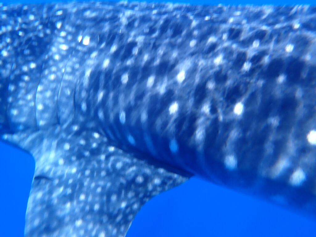 8253c577-914c-4de3-afe4-a70acaa3f3a0