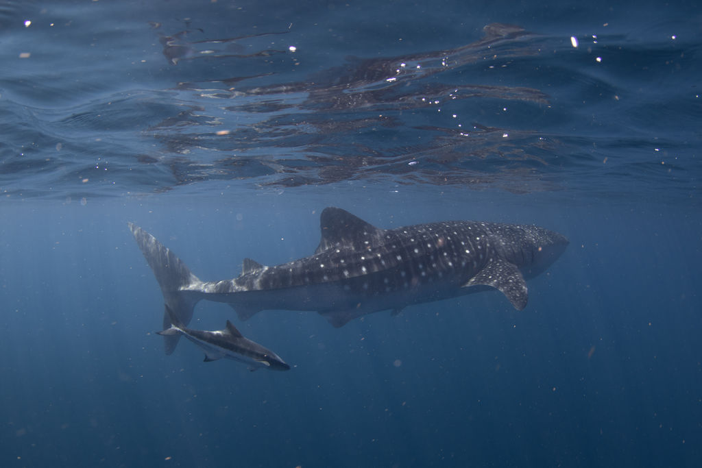 aa355165-0d11-47b1-bebc-166973da81d2