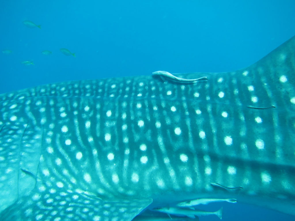 0db923e7-11b6-4963-8c0c-babc6c9de01a