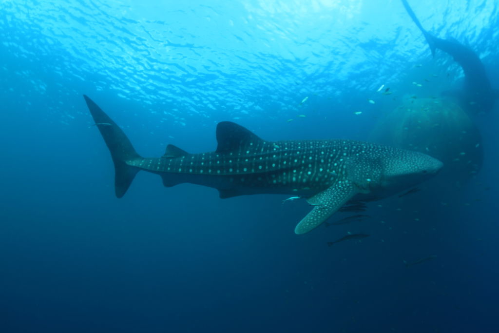 0db923e7-11b6-4963-8c0c-babc6c9de01a