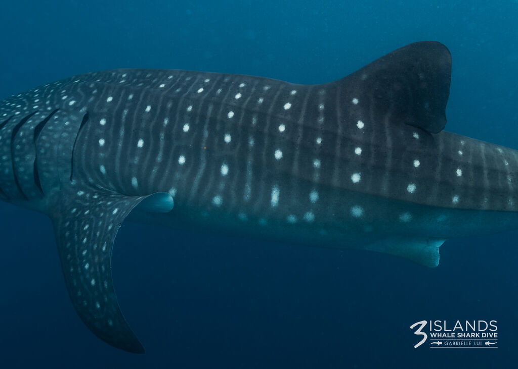 bd97bac0-d458-4f7a-bcf1-68e6f977c11b