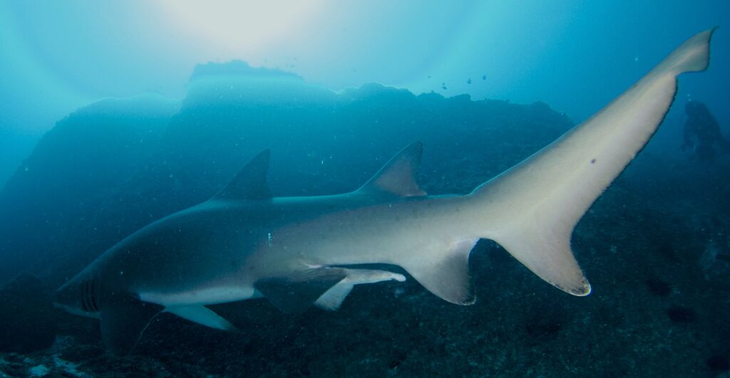 42393d45-6f92-474b-9189-d60ad8456e01