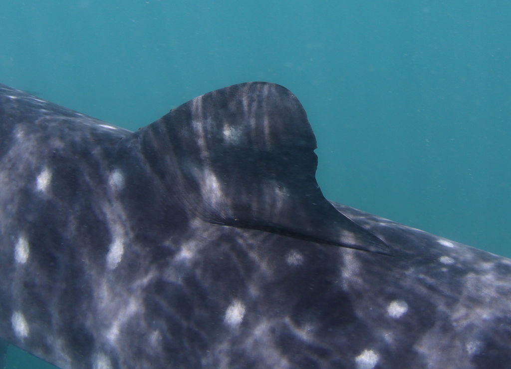 4e3434fb-4d1f-4db9-9f55-c839003fa515