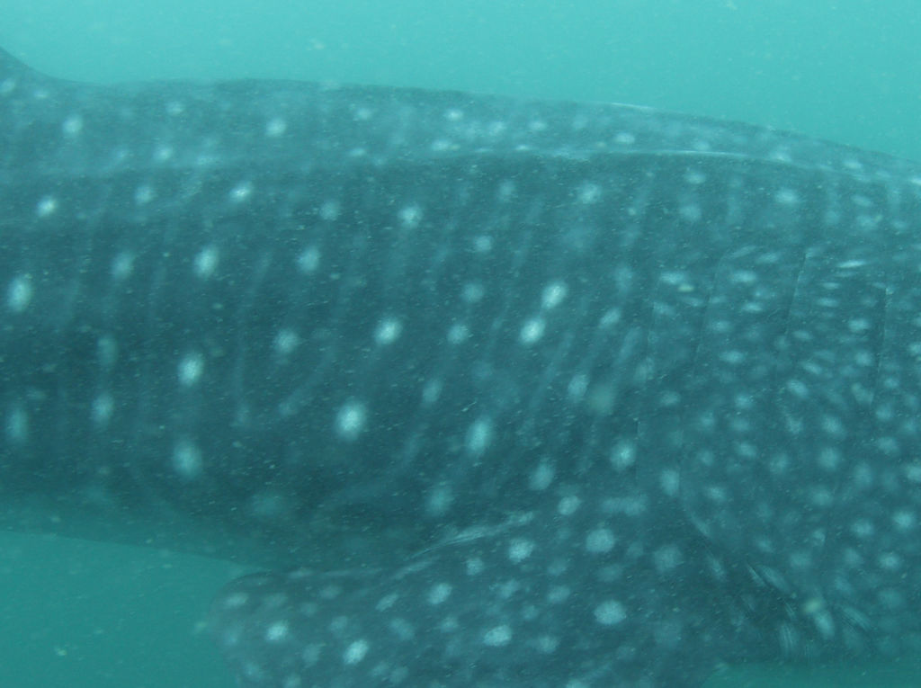 4e3434fb-4d1f-4db9-9f55-c839003fa515