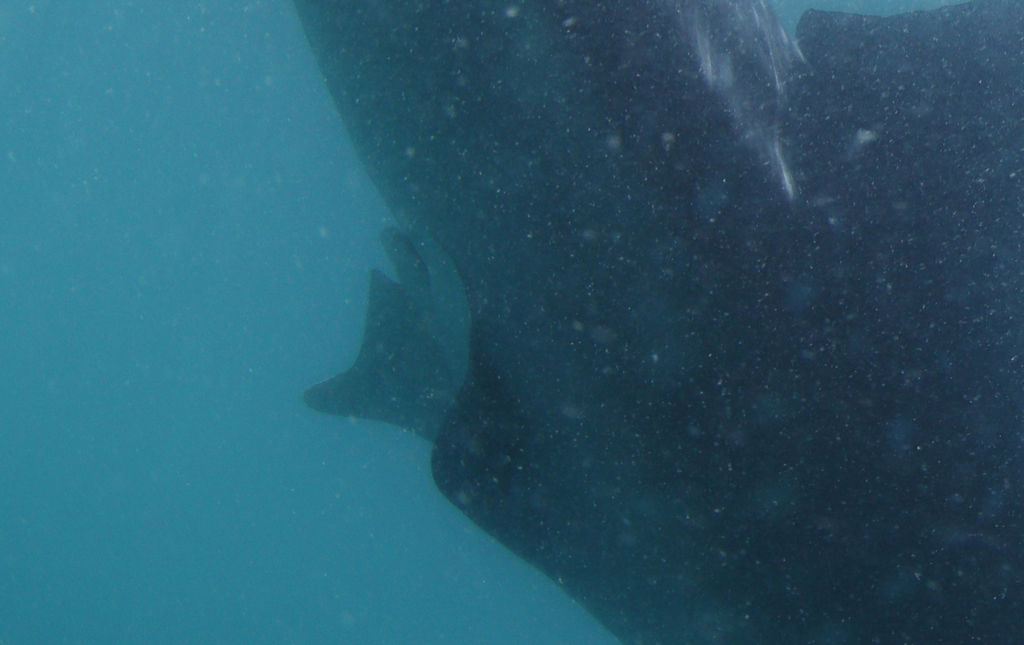 4e3434fb-4d1f-4db9-9f55-c839003fa515