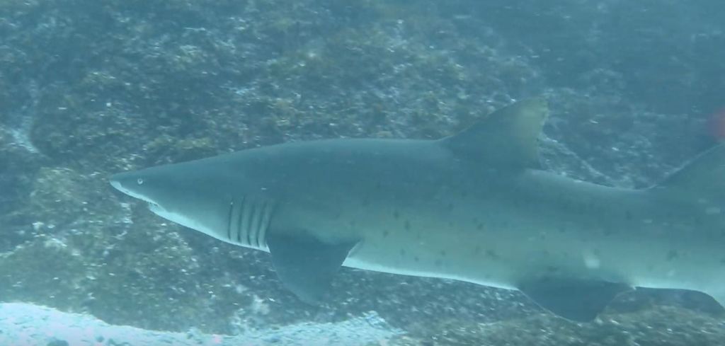 7d63de82-7395-4172-9528-9ee54961821a