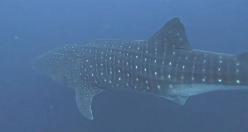 e81a4f73-e916-4205-8412-e7caab898ab7